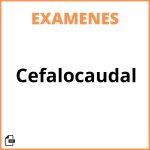 Examen Cefalocaudal
